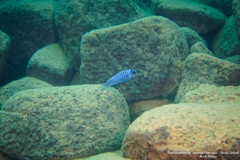 Pseudotropheus sp. 'perspicax tanzania' Lundo Island